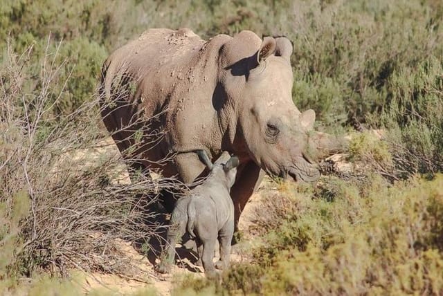 Wildlife and Safari Tour - Photo 1 of 2